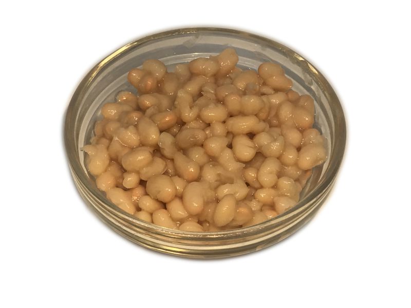 MONGETA de SANTA PAU cuita